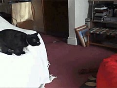Кайф для кота
