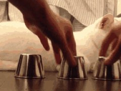 Умная кошка