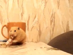 Жадный Хомяк