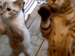 Котята хотят зайти внутрь