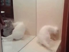 Злая на зеркало кошка