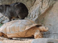 Тушканчик на черепахе