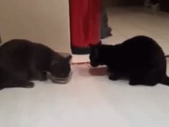 Одна миска на две кошки
