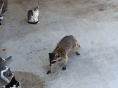 Енот ворует еду у кошек
