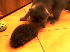 Ёжик в роли расчёски