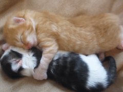 Обнимающиеся котята