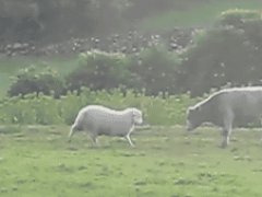 Баран учит быка бодаться