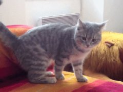 Смешное падение глупого кота