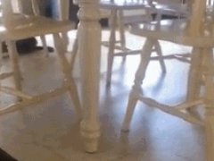 Кошка ползает на спине