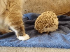 Кот садится на ёжика