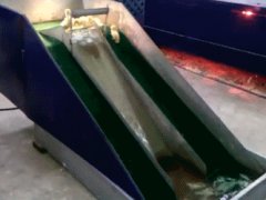 Утята катаются на водной горке