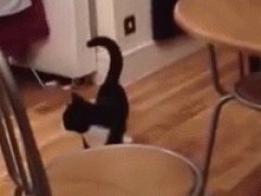 Радостный кот-прыгун