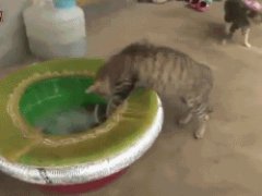 Кошка и осьминог