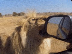 Лев ломает зеркало