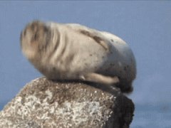 Икающий морж