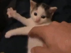 Котёнок играет на невидимой арфе