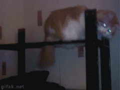 Кот в шляпе