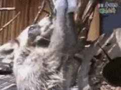 Еноту дали кусочек соли