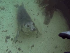 Подводное знакомство