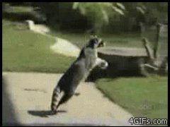 Корзинка для енота