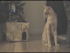 Ленивая кошка