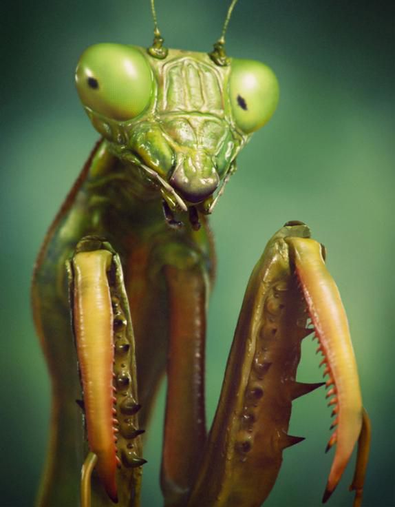 Макро 3d