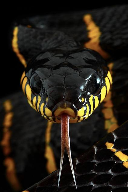 Mangrove Snake