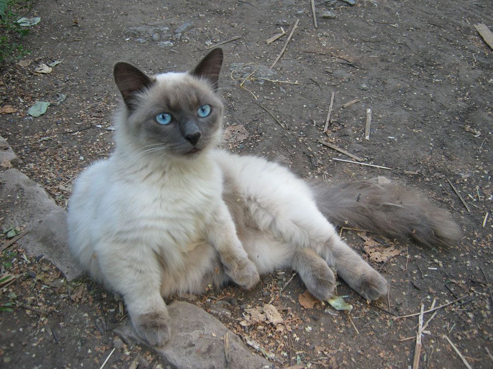 Коротенькие лапки
