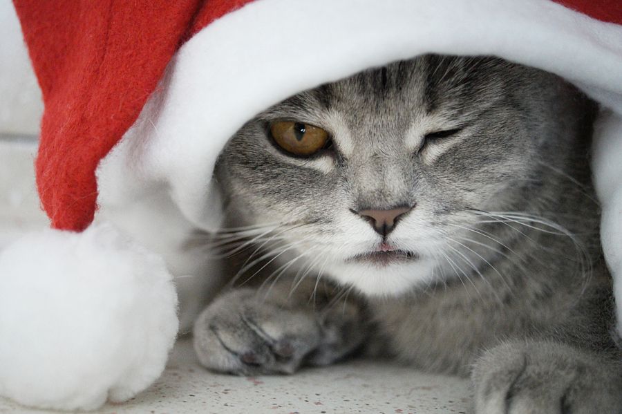 Новогодний котик