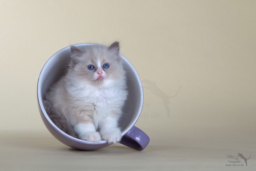 Чай или кофе?