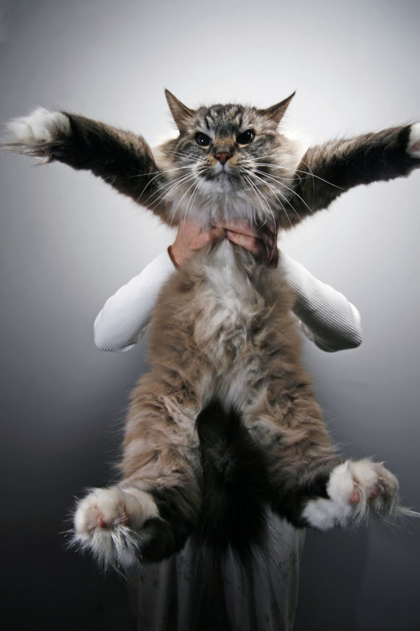 Большой котик