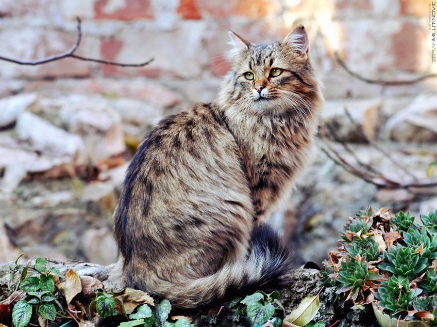 Король двора