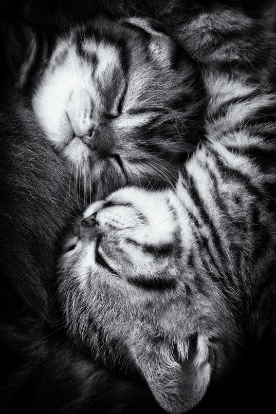 Кошачий Инь-Янь