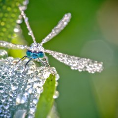 Бриллиантовая стрекоза