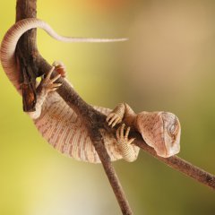 Спящая красавица