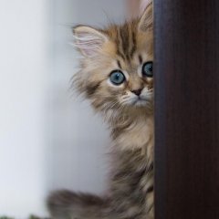 Очарование происходящим