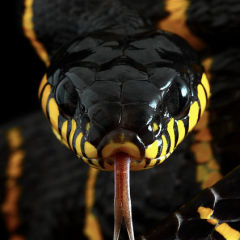 Mangrove Snake