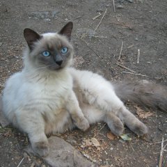 Коротенькие лапки