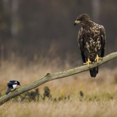 Разговор на двоих