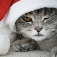 Новогодний котик