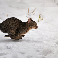 Поймай если сможешь!