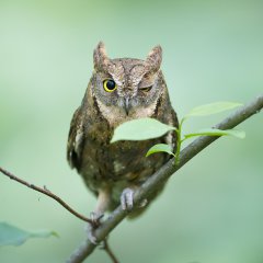 Оптический прицел