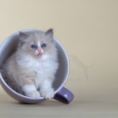 Чай или кофе?