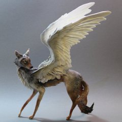 Койот - ангел