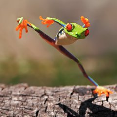 Лягушка Кунг-Фу