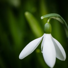 Подснежник
