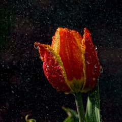 Тюльпан