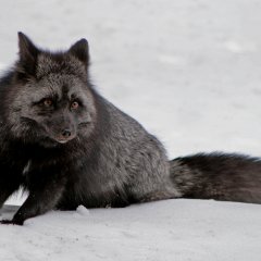 Серебрянная лиса