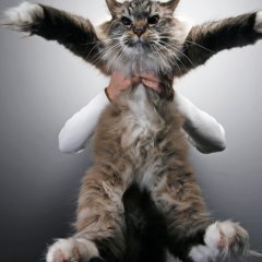 Большой котик