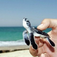 Морская черепашка
